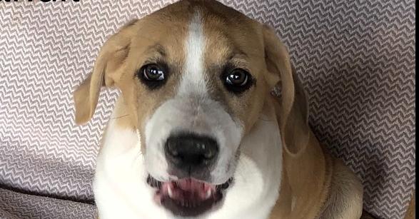 Enlarge Ezzy - Bandit, a Adoptable mixed breed in Bonita, CA image 5/6