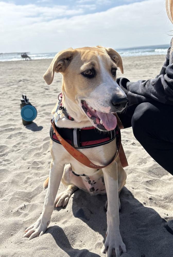 Enlarge Ezzy - Bandit, a Adoptable mixed breed in Bonita, CA image 6/6