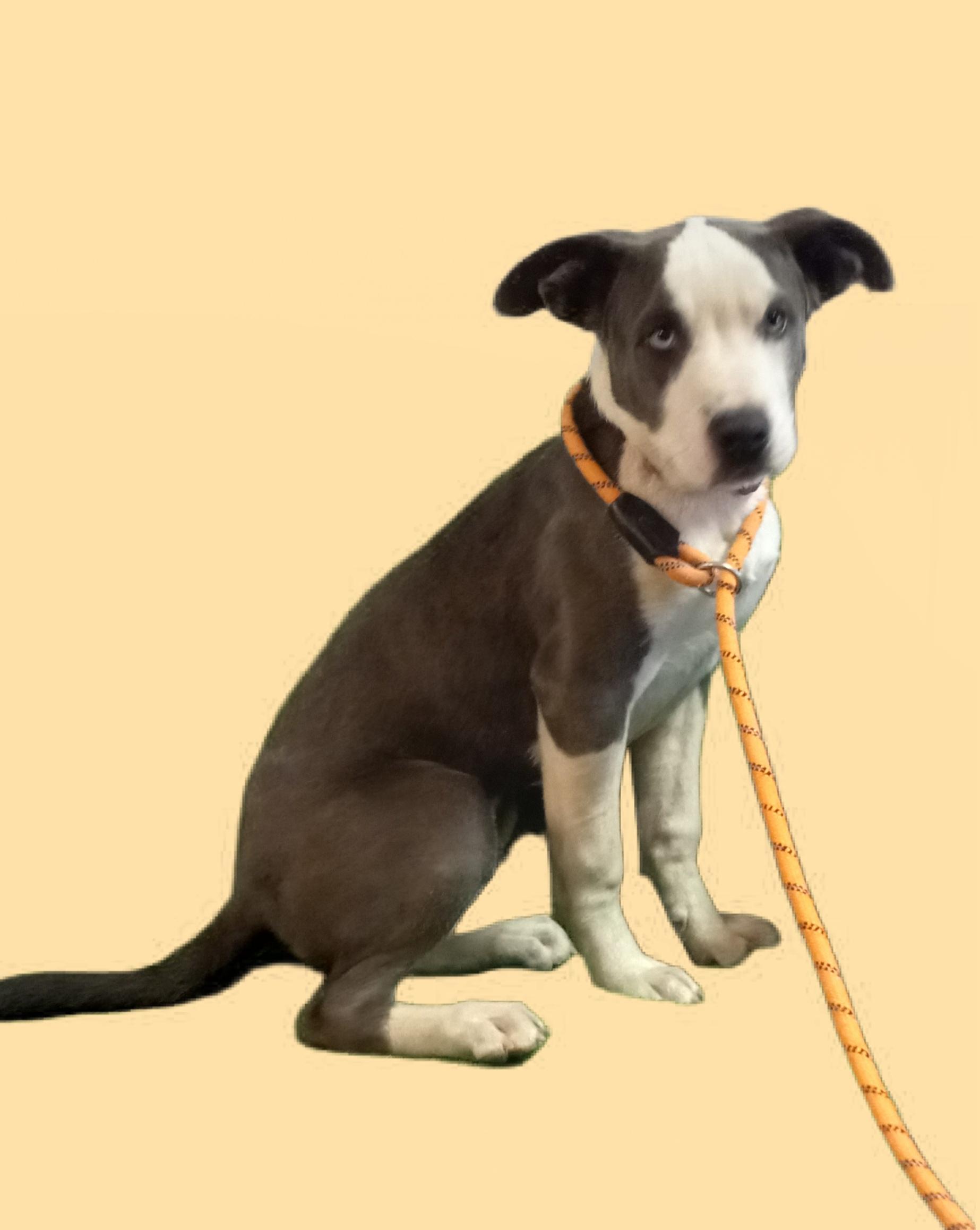 Gunner, Adoptable, Young Male Terrier & Husky.