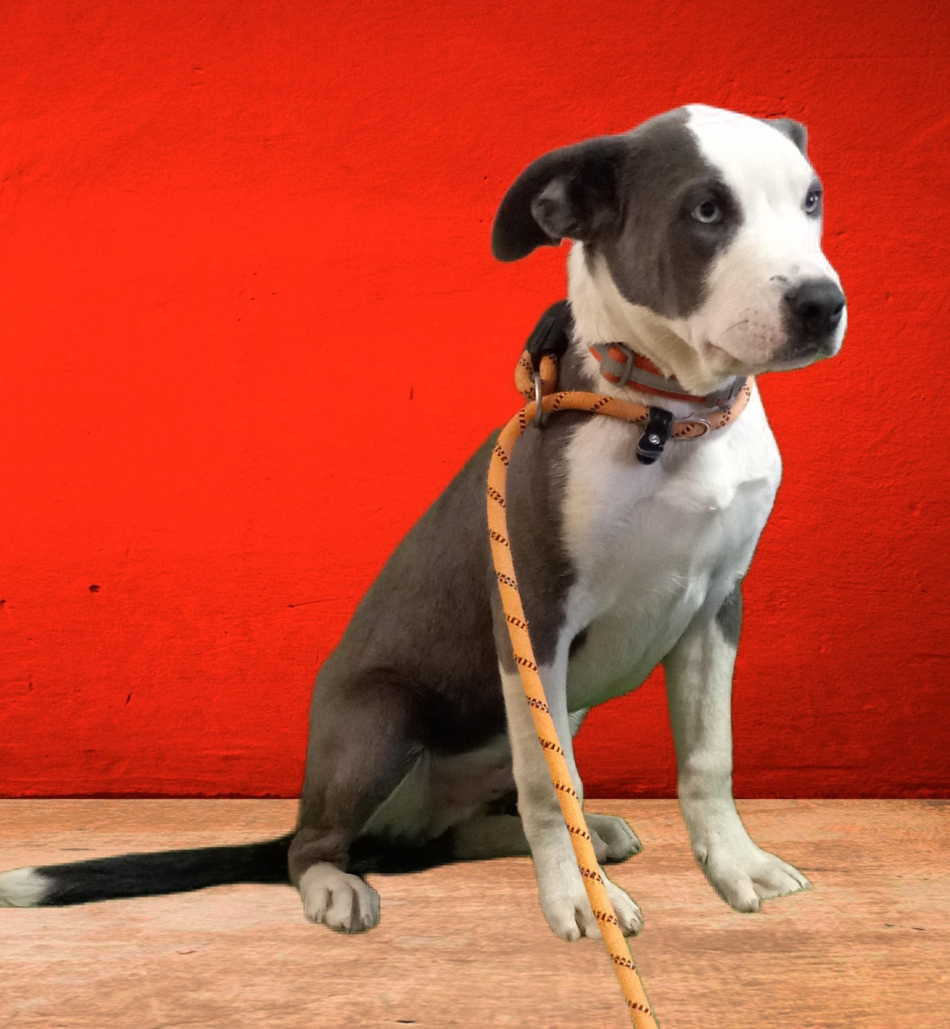 Gunner, a Adoptable mixed breed in El Paso, TX image 2/4