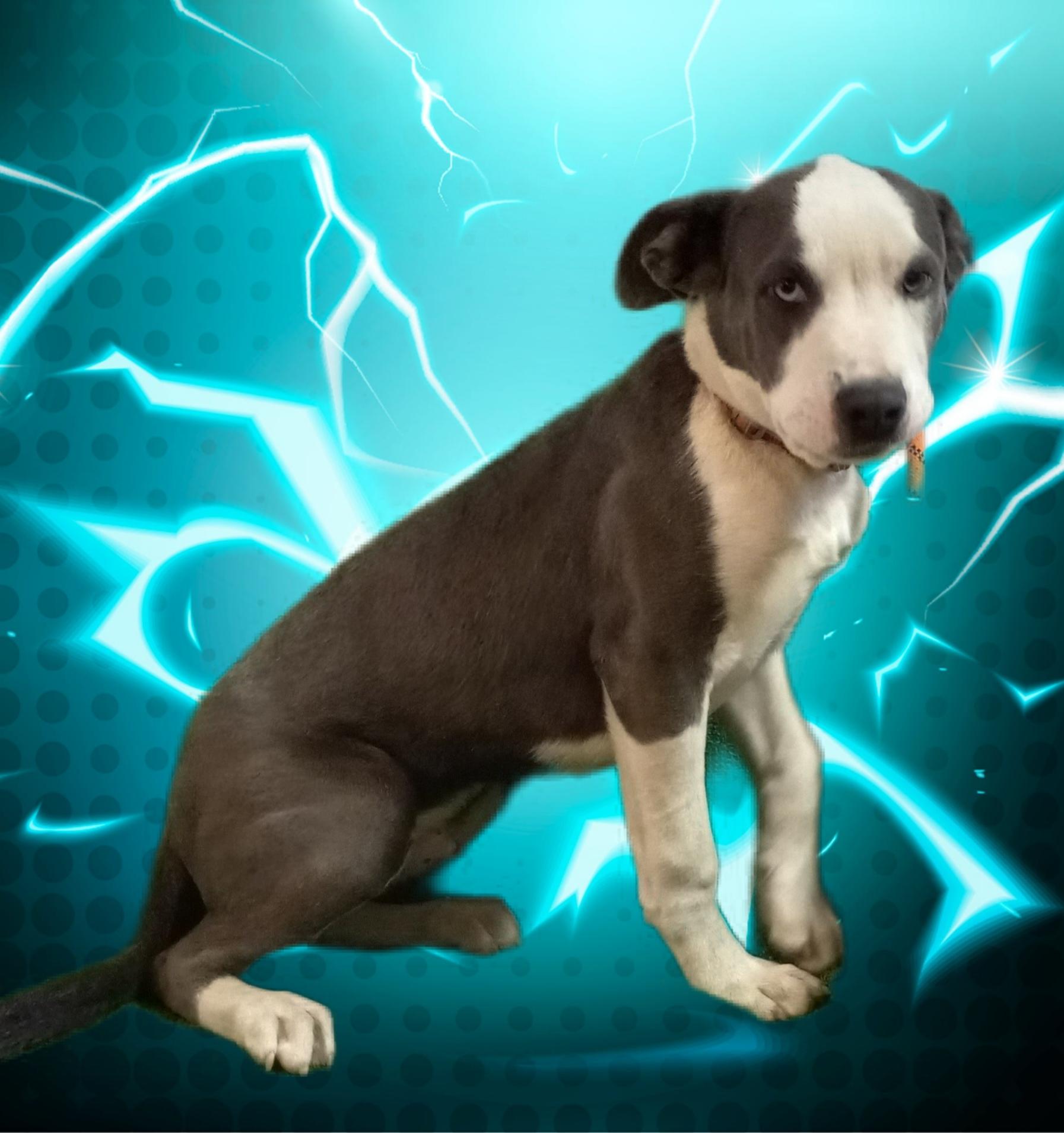 Gunner, a Adoptable mixed breed in El Paso, TX image 3/4