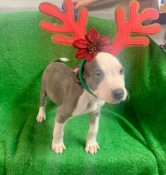 Gunner, a Adoptable mixed breed in El Paso, TX image 4/4