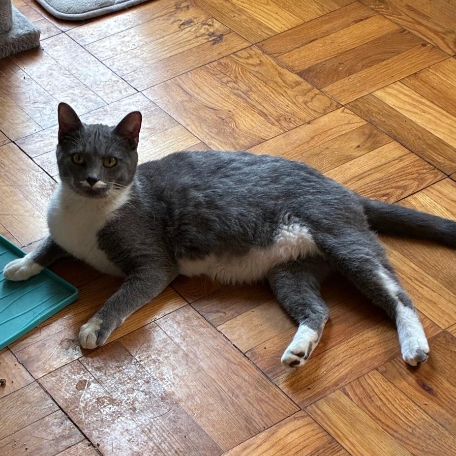 Handlebar Hank, Adoptable, Adult Male Domestic Short Hair.