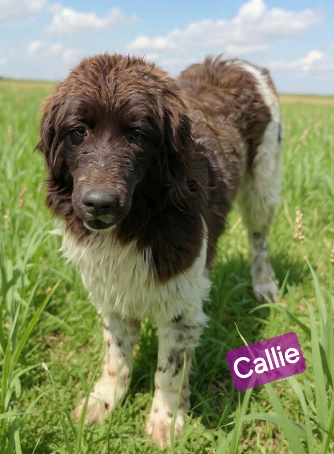 Callie, ADOPTABLE, Young Female Newfoundland Dog.