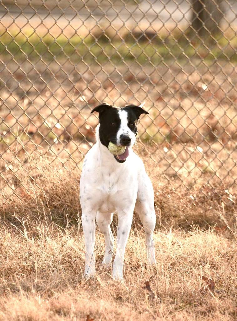 Jester, Adoptable, Adult Male German Shorthaired Pointer & Labrador Retriever.