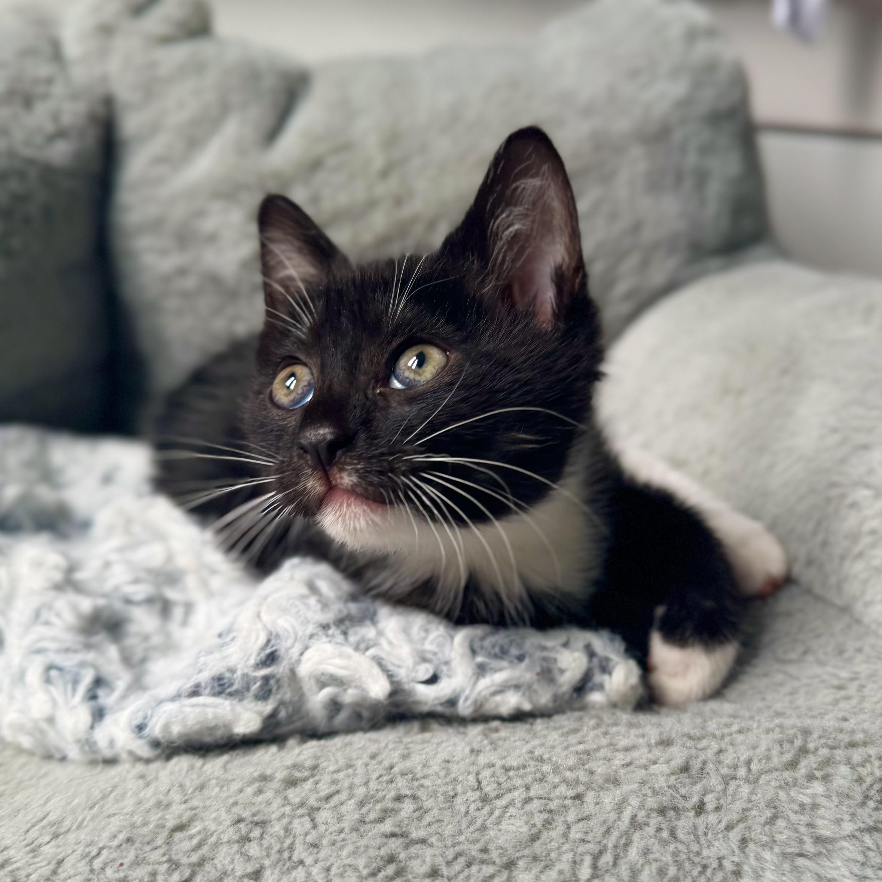 Enlarge Daisy, a Adoptable Domestic Short Hair in Ramsey, NJ image 1/5