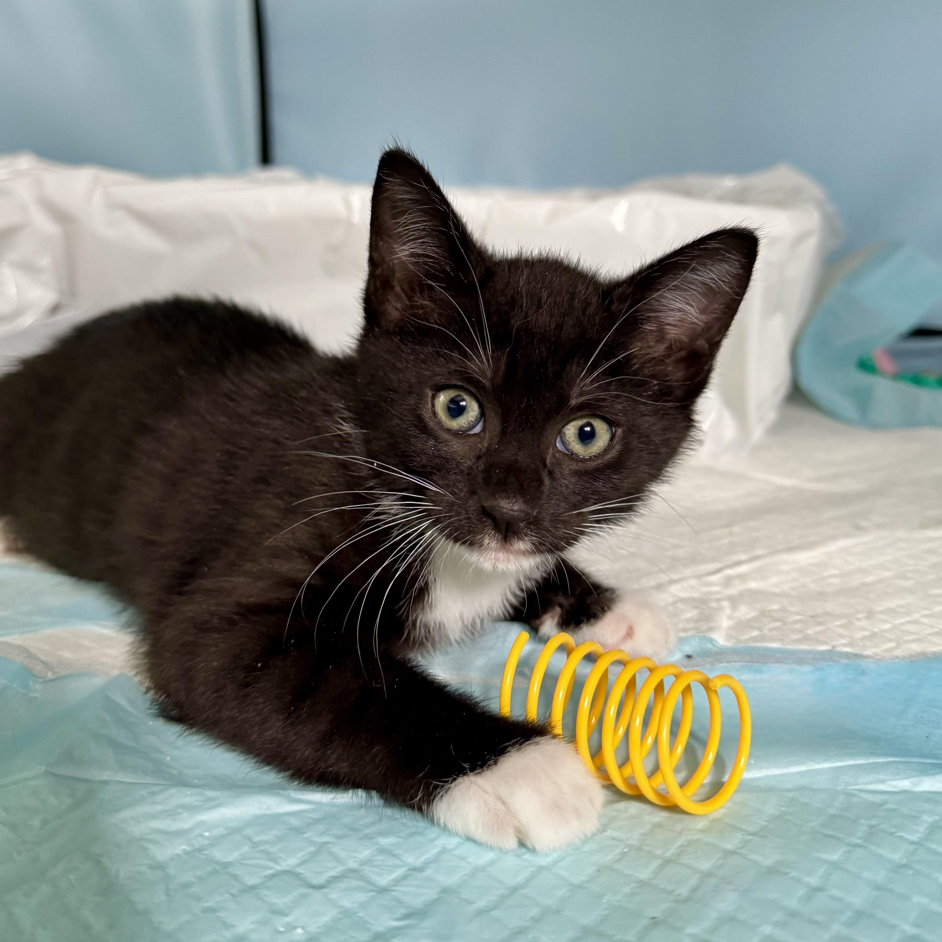 Enlarge Daisy, a Adoptable Domestic Short Hair in Ramsey, NJ image 2/5