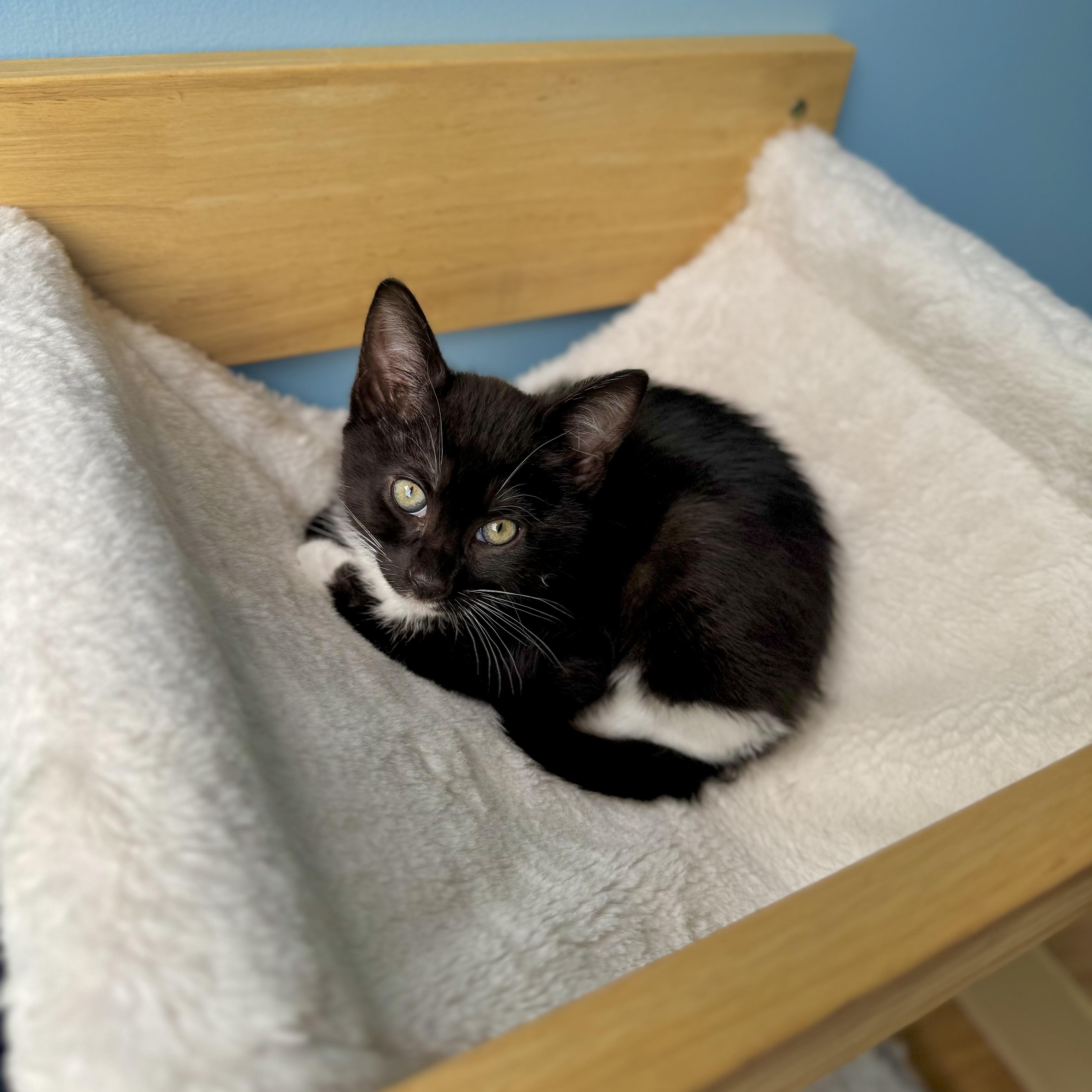 Enlarge Daisy, a Adoptable Domestic Short Hair in Ramsey, NJ image 3/5