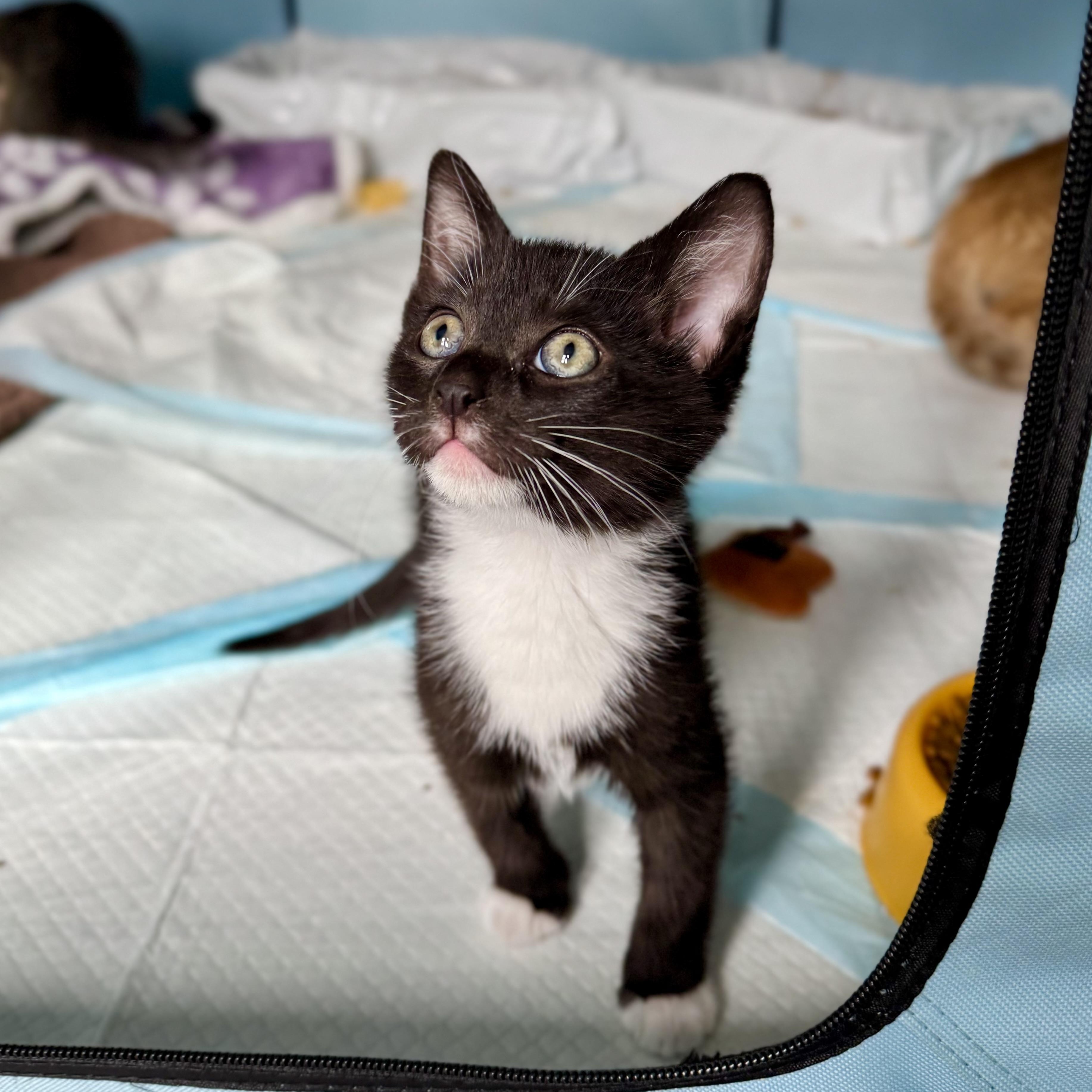 Enlarge Daisy, a Adoptable Domestic Short Hair in Ramsey, NJ image 4/5