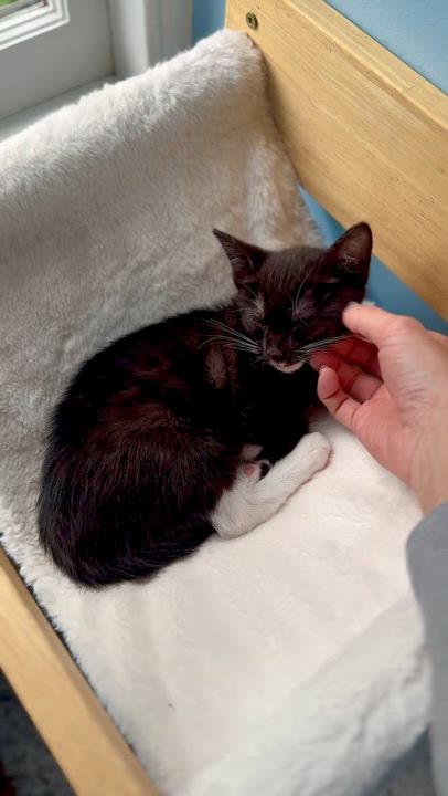 Enlarge Daisy, a Adoptable Domestic Short Hair in Ramsey, NJ video 5/5