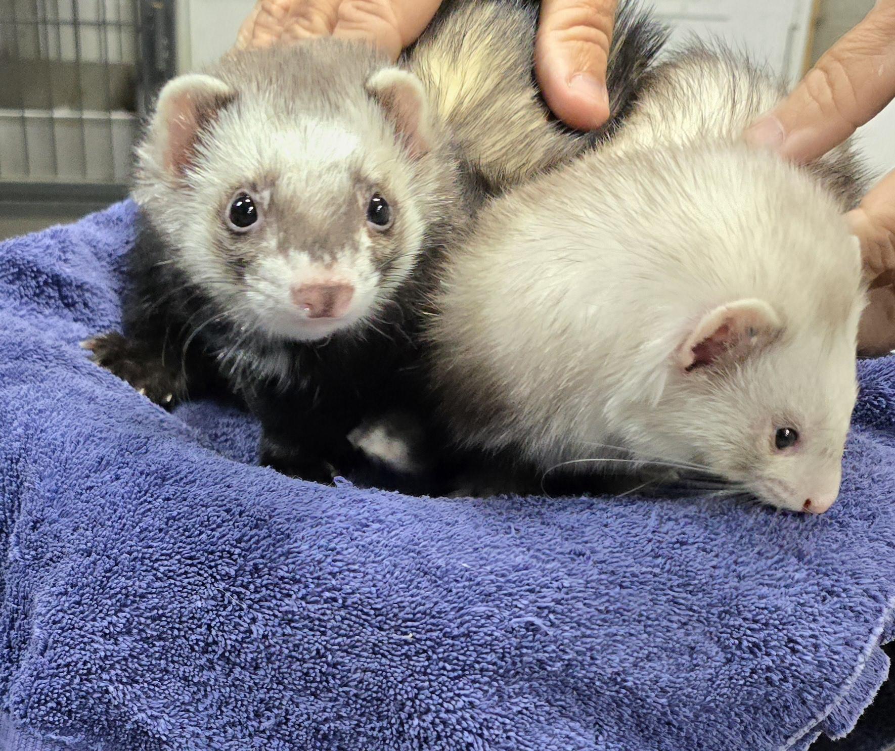 Bandit and Tilly, Adopted, Adult Male Ferret.