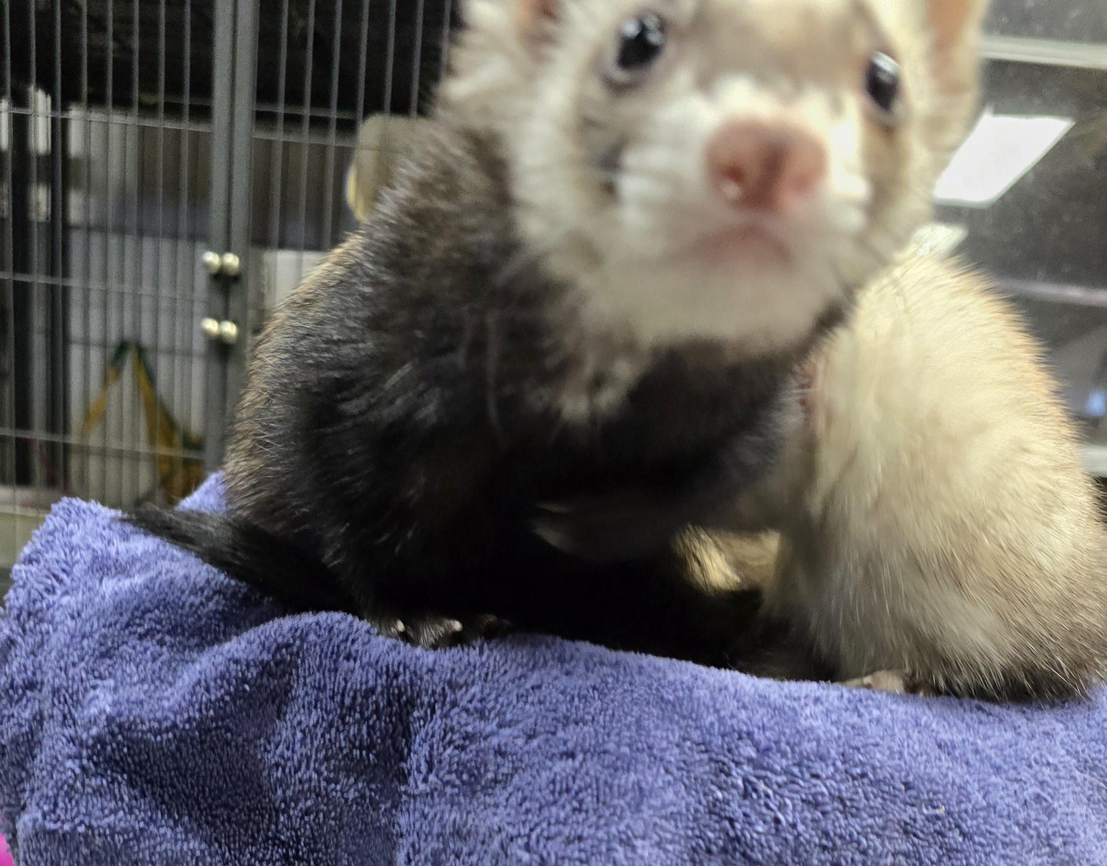 Enlarge Bandit and Tilly, a Adopted Ferret in Randolph, NJ image 2/4