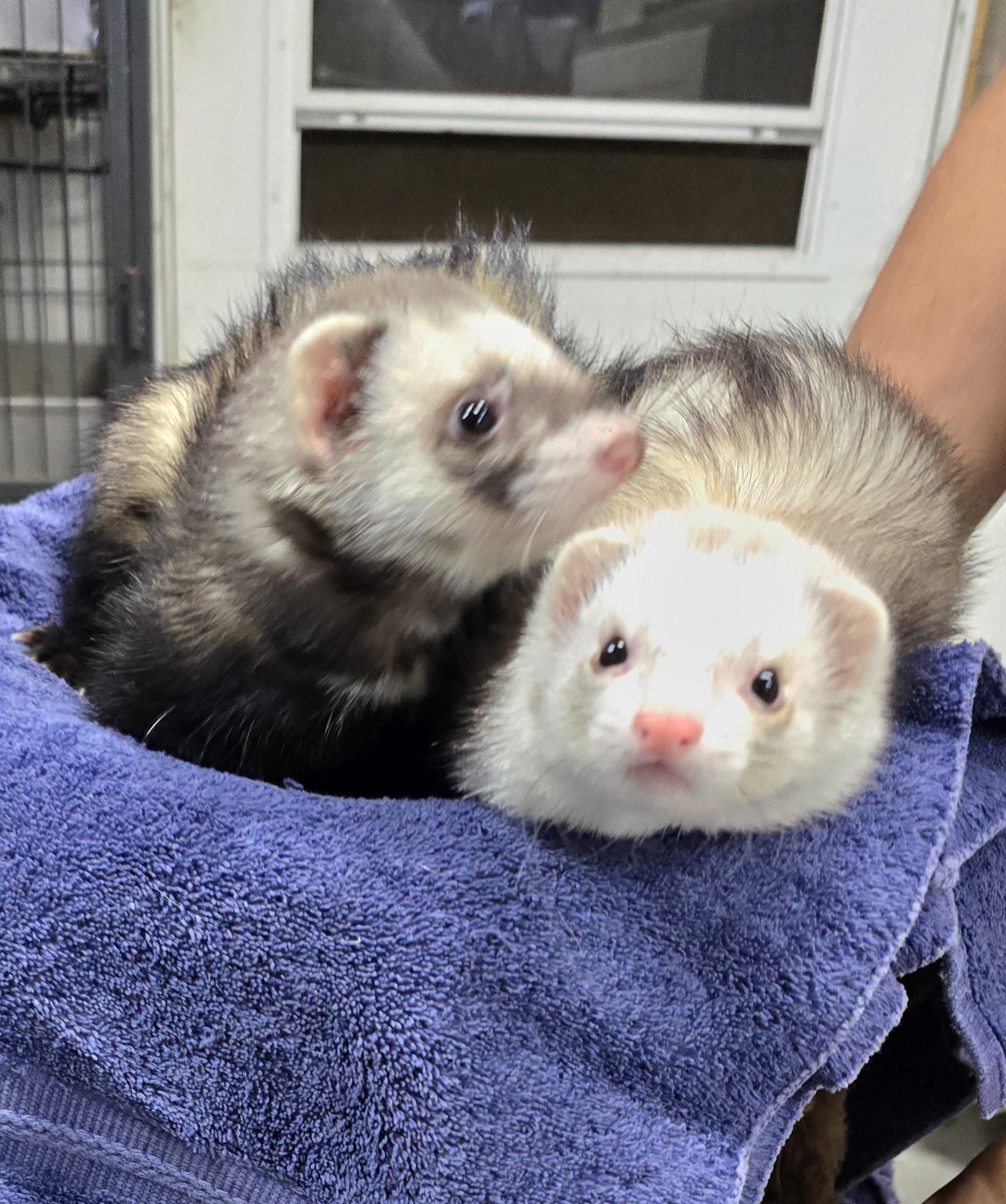 Enlarge Bandit and Tilly, a Adopted Ferret in Randolph, NJ image 3/4