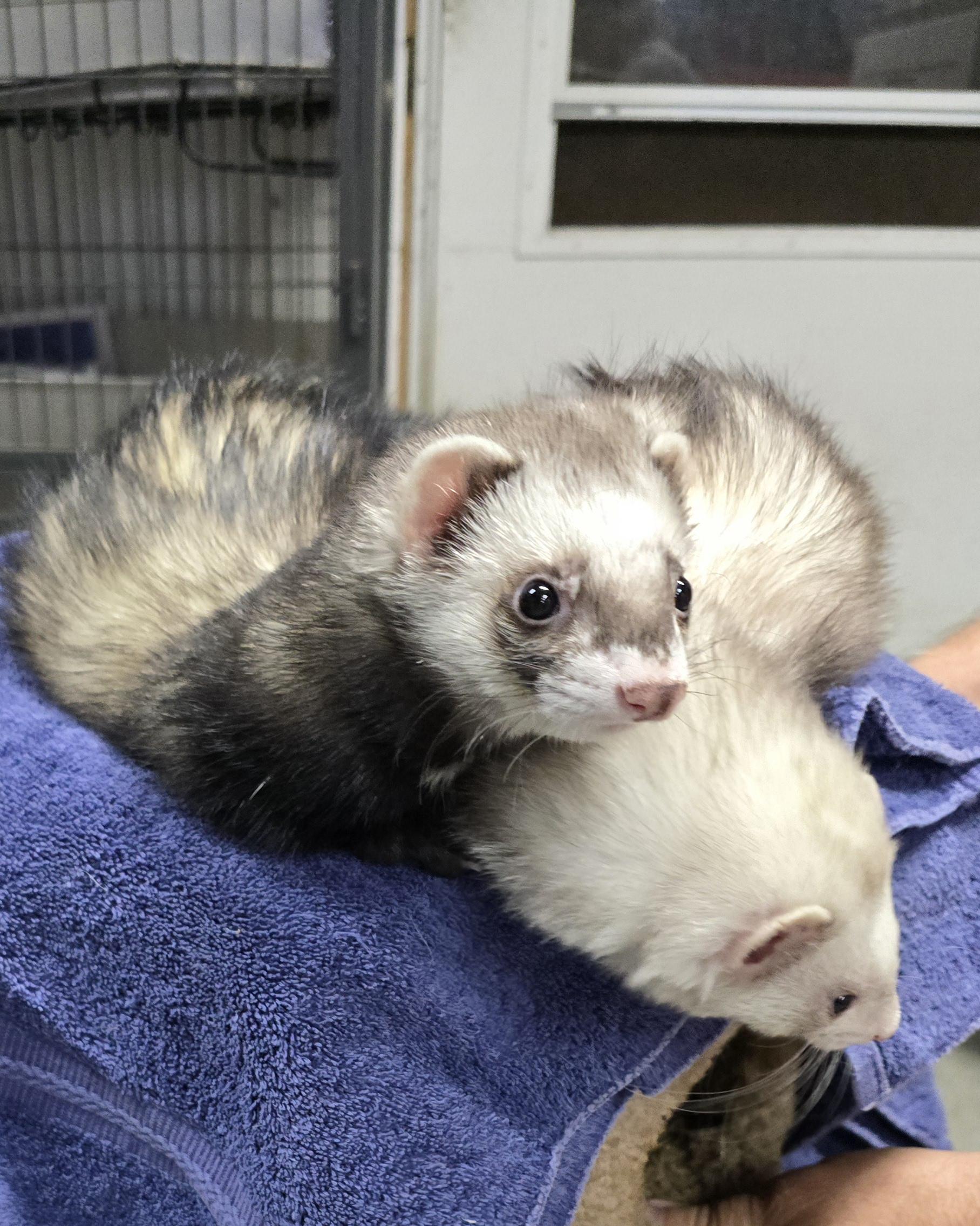 Enlarge Bandit and Tilly, a Adopted Ferret in Randolph, NJ image 4/4