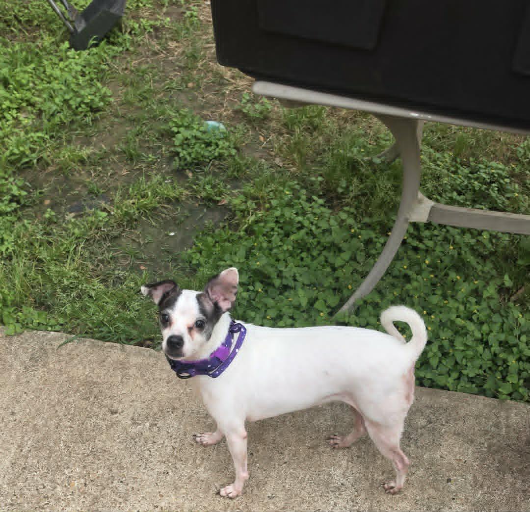 Rainey, a Adoptable Chihuahua in PITTSBURGH, PA image 1/3