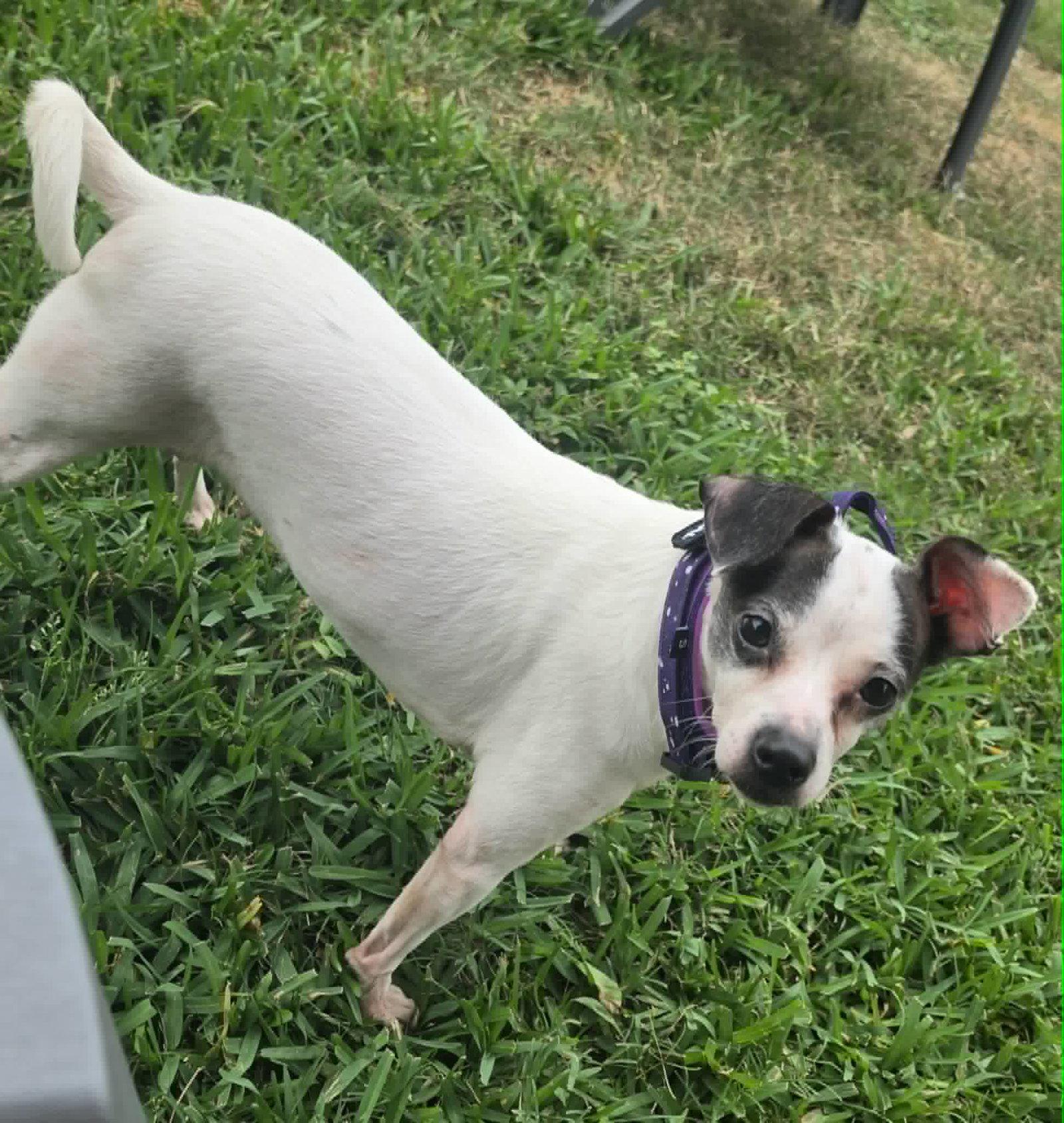 Rainey, a Adoptable Chihuahua in PITTSBURGH, PA image 3/3