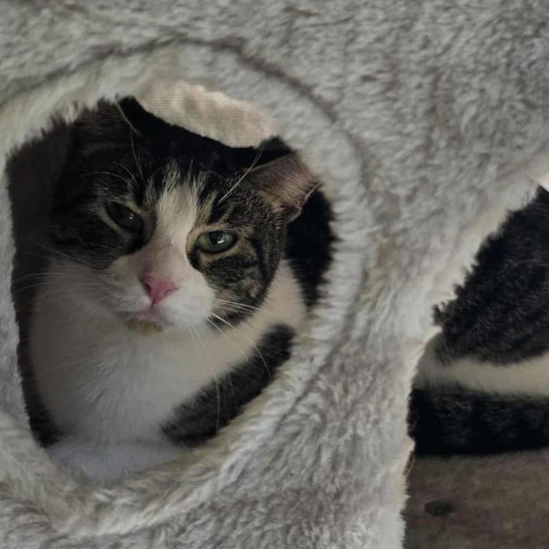 Lin, Adoptable, Young Female Domestic Short Hair.