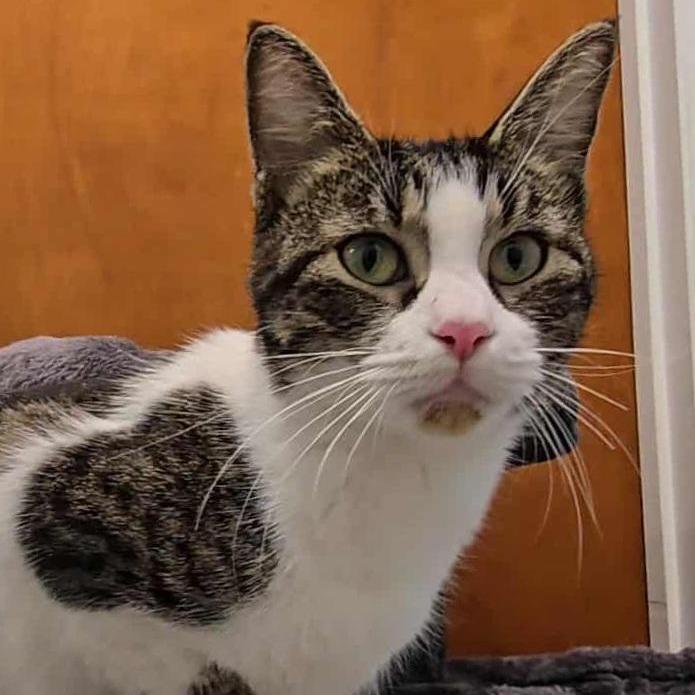 Enlarge Lin, a Adoptable Domestic Short Hair in Titusville, FL image 2/2