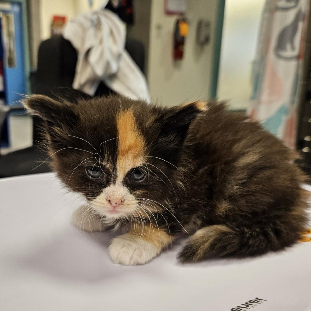 Dedra, Adoptable, Kitten Female Domestic Short Hair.