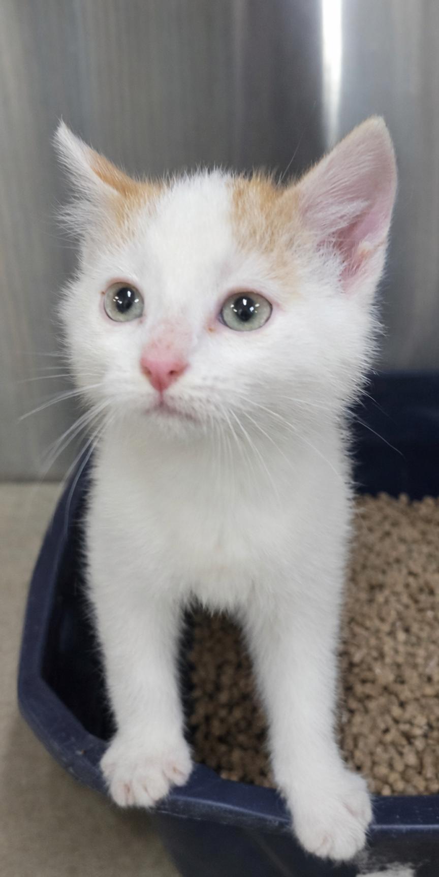 Kitten Filburt, a Adopted Domestic Short Hair in Cuyahoga Falls, OH image 1/3