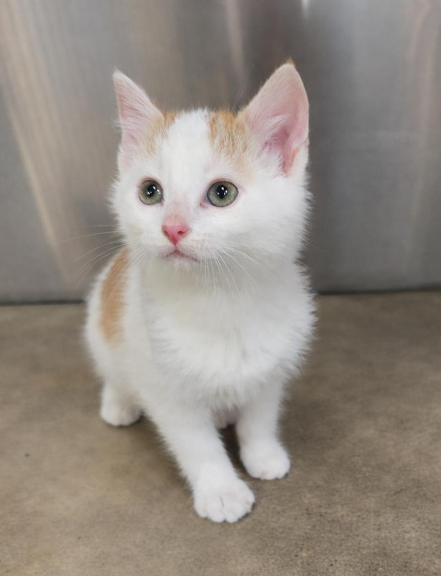 Kitten Filburt, a Adopted Domestic Short Hair in Cuyahoga Falls, OH image 2/3