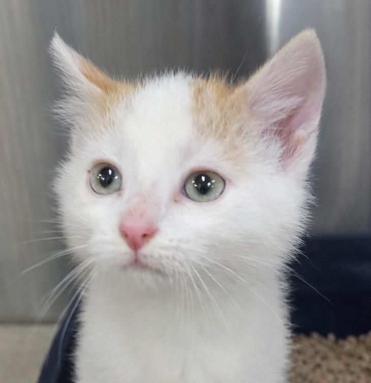 Kitten Filburt, a Adopted Domestic Short Hair in Cuyahoga Falls, OH image 3/3