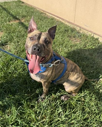 Tiger Alexander, Adoptable, Adult Male American Staffordshire Terrier & Mixed Breed.