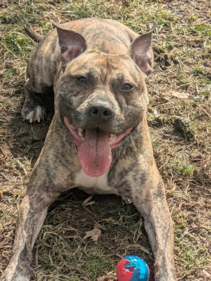 Tiger Alexander, a Adoptable mixed breed in Cincinnati, OH image 2/3