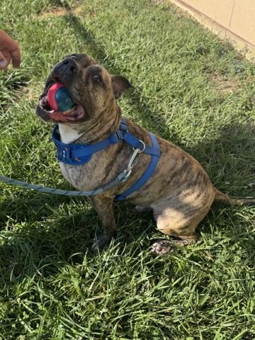 Tiger Alexander, a Adoptable mixed breed in Cincinnati, OH image 3/3