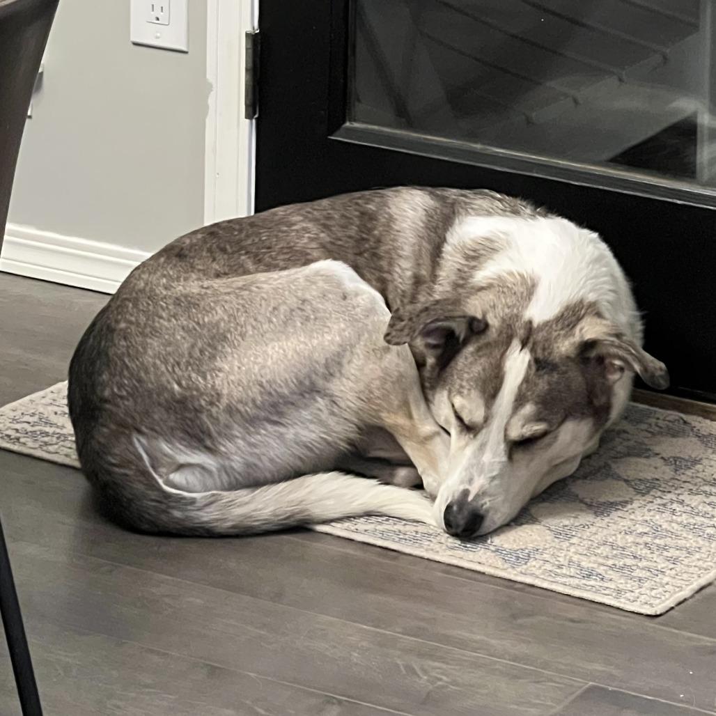 Wiley, Adoptable, Adult Male Husky & Great Pyrenees.