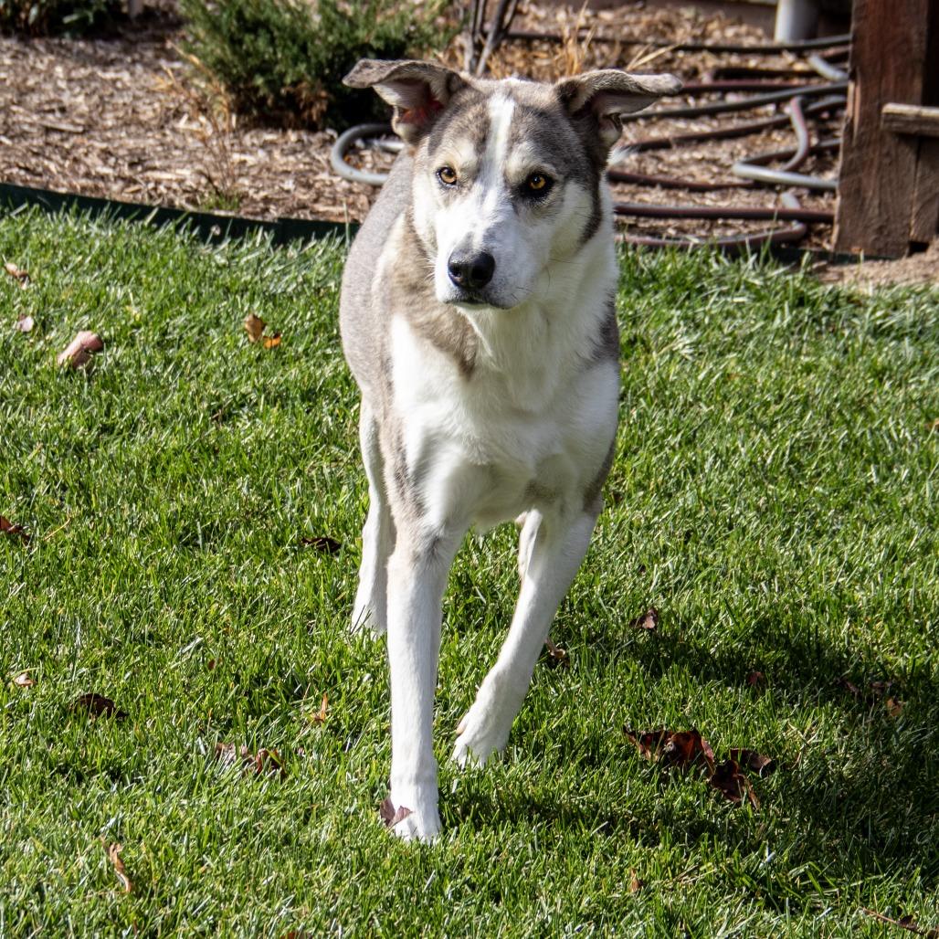 Wiley, a Adoptable mixed breed in Wichita, KS image 1/6