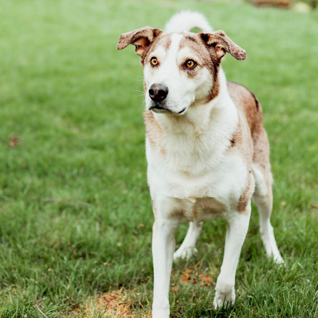 Wiley, Adoptable, Senior Male Husky & Great Pyrenees.