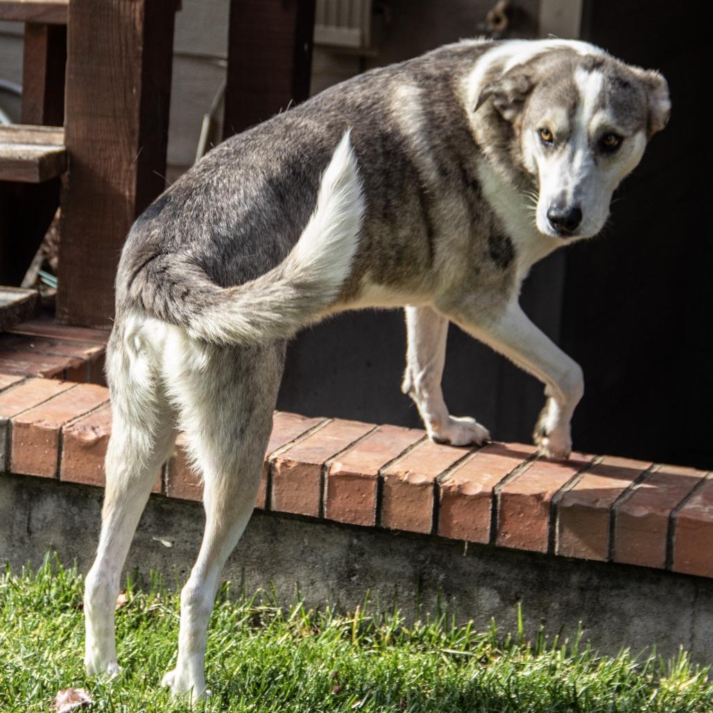 Wiley, a Adoptable mixed breed in Wichita, KS image 2/6