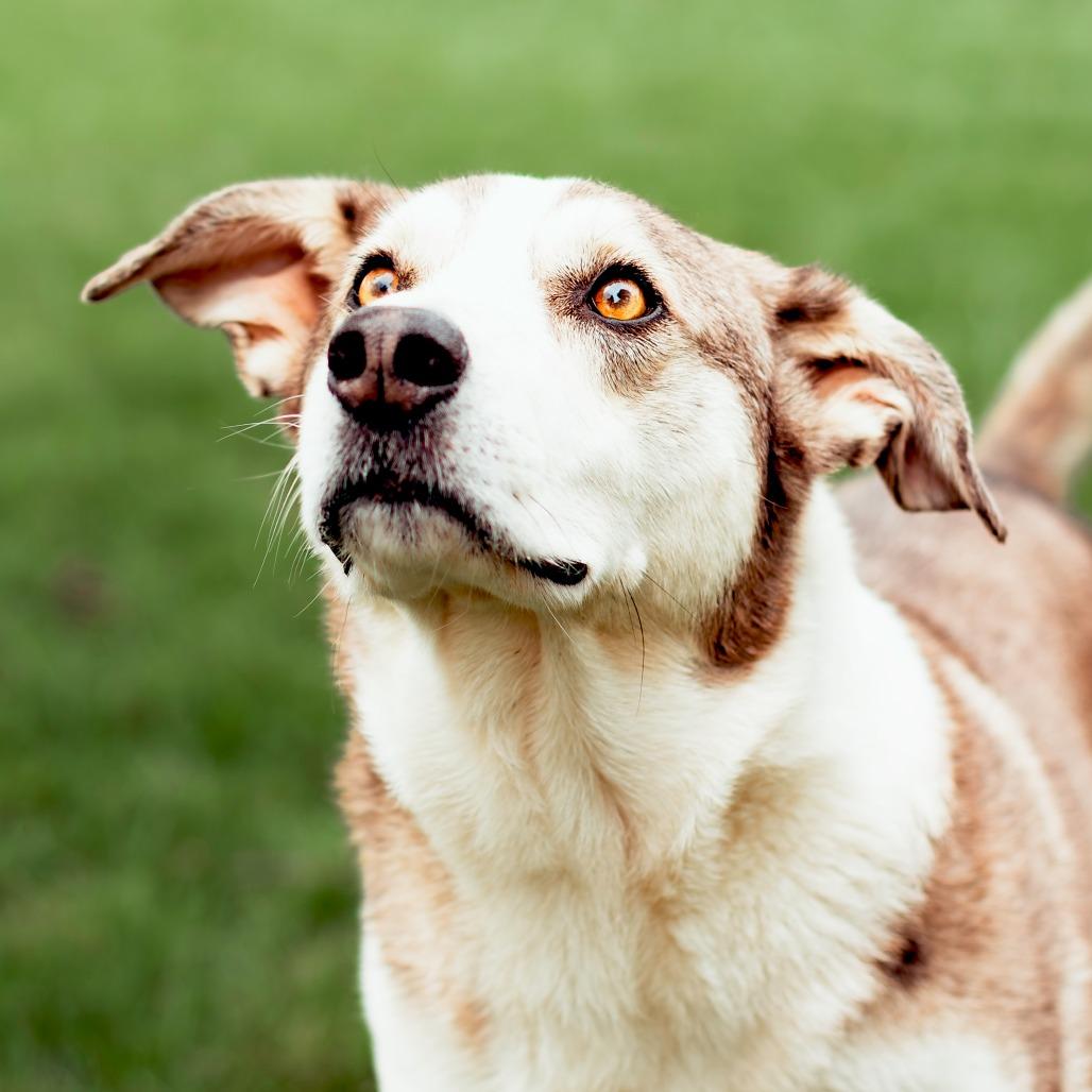 Enlarge Wiley, a Adoptable mixed breed in Wichita, KS image 2/6
