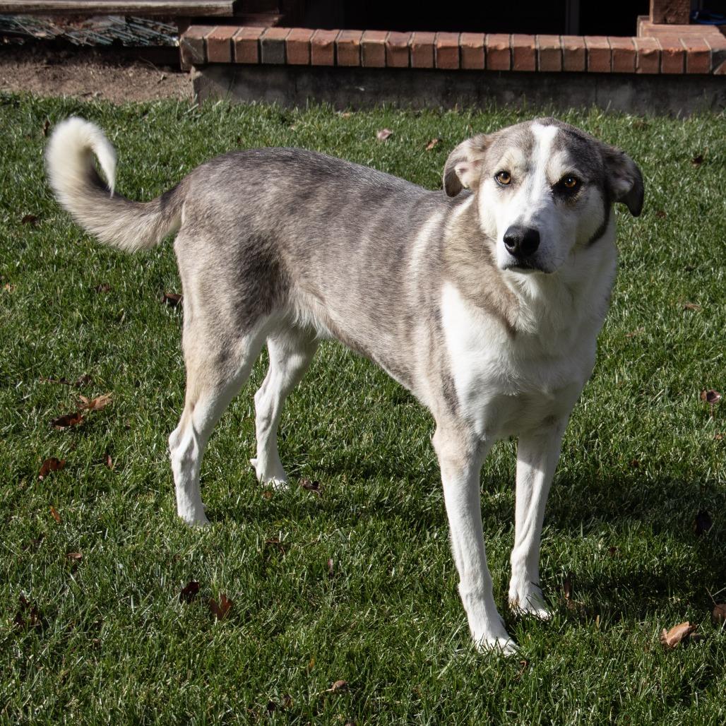 Enlarge Wiley, a Adoptable mixed breed in Wichita, KS image 3/6