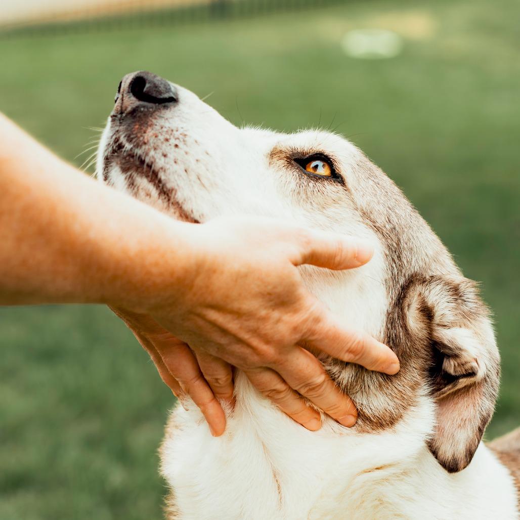 Enlarge Wiley, a Adoptable mixed breed in Wichita, KS image 3/6
