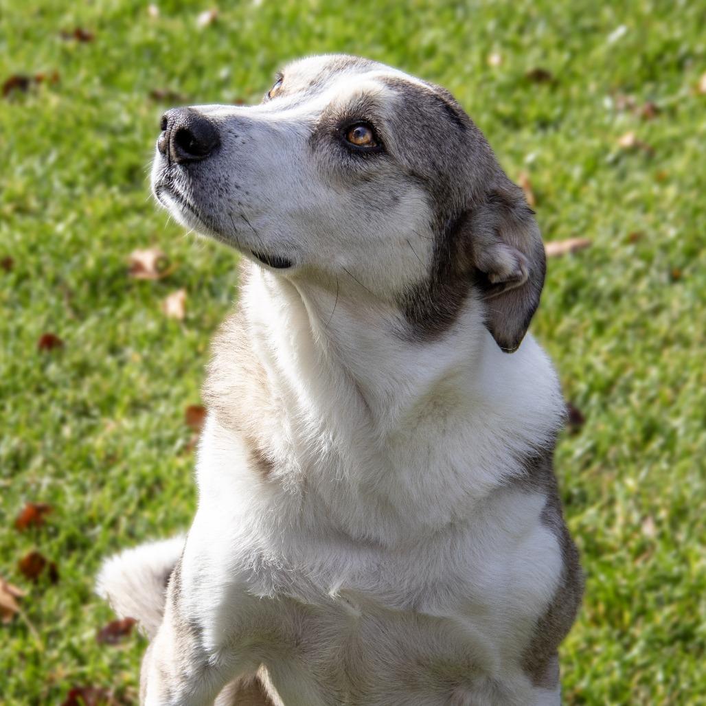 Wiley, a Adoptable mixed breed in Wichita, KS image 3/6