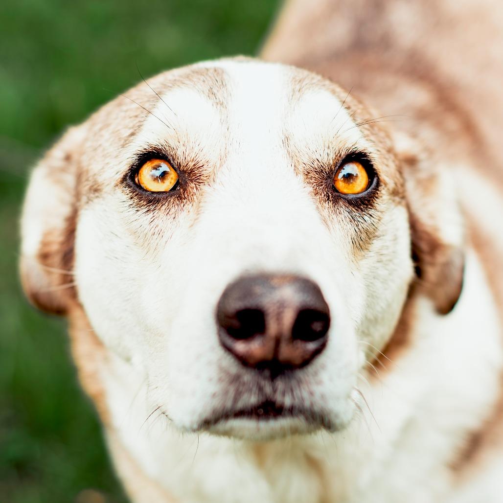 Enlarge Wiley, a Adoptable mixed breed in Wichita, KS image 5/6