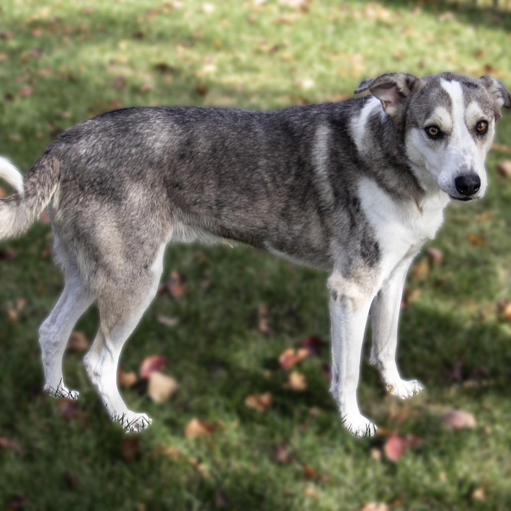 Wiley, a Adoptable mixed breed in Wichita, KS image 5/6
