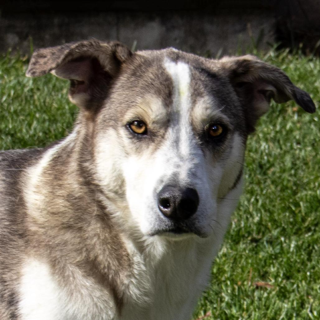 Wiley, a Adoptable mixed breed in Wichita, KS image 6/6
