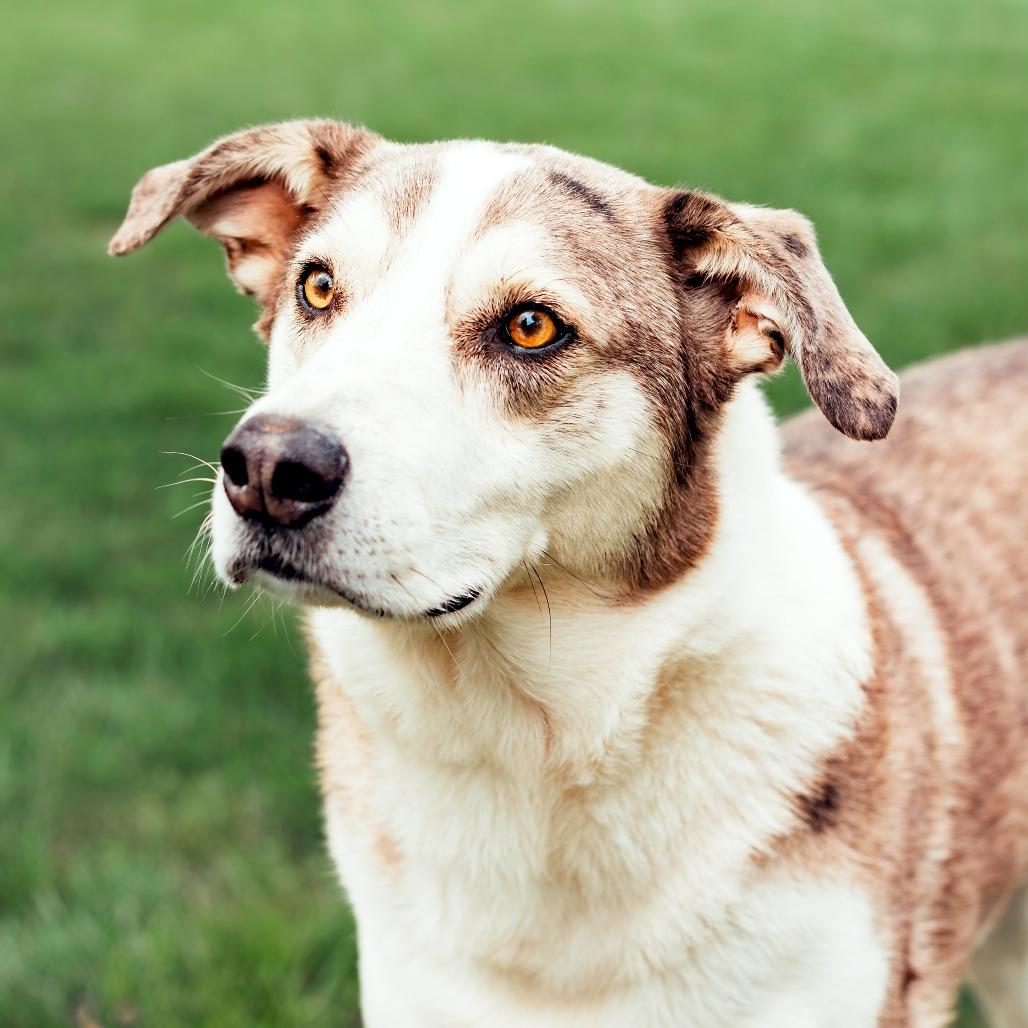 Enlarge Wiley, a Adoptable mixed breed in Wichita, KS image 6/6