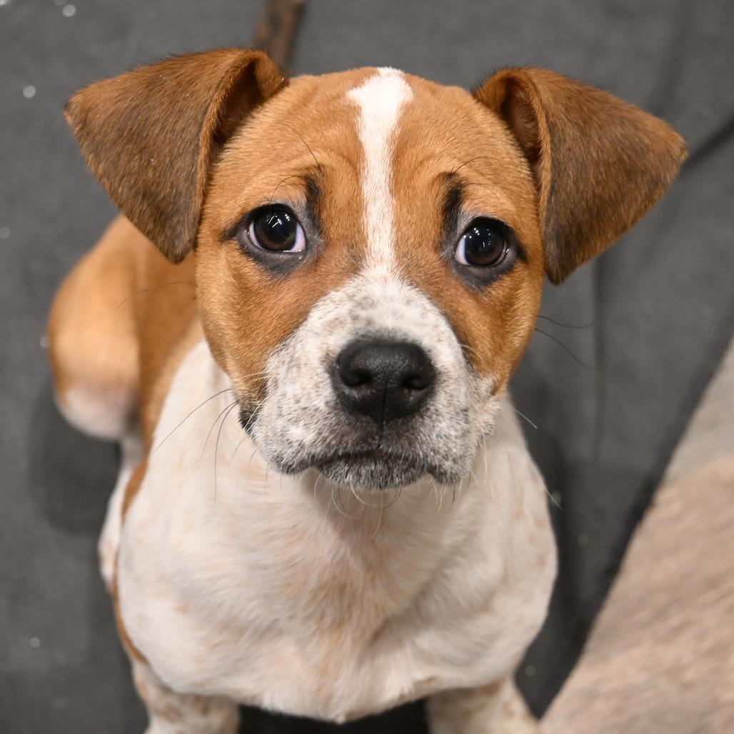 Andrea, Adoptable, Puppy Female Boxer & Mixed Breed.