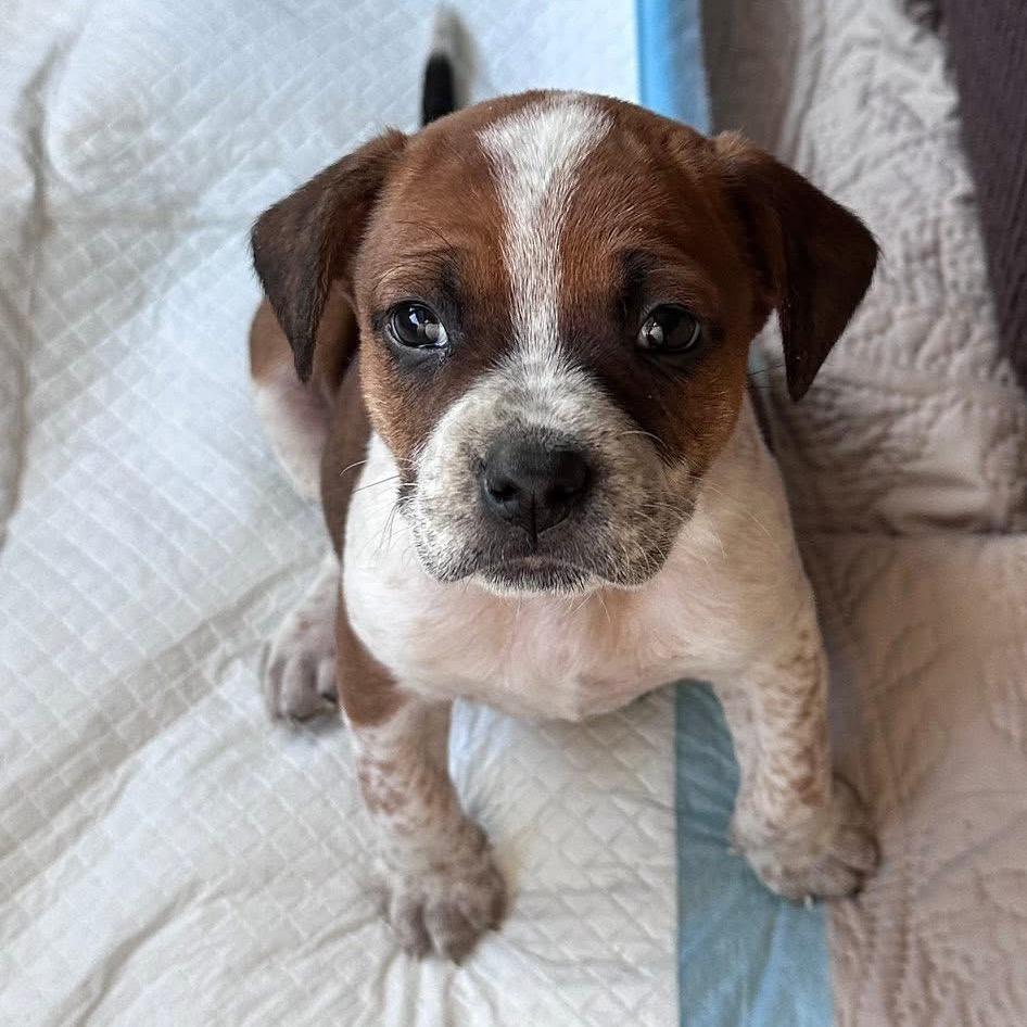 Enlarge Andrea, a Adoptable mixed breed in Kansas City, MO image 2/6