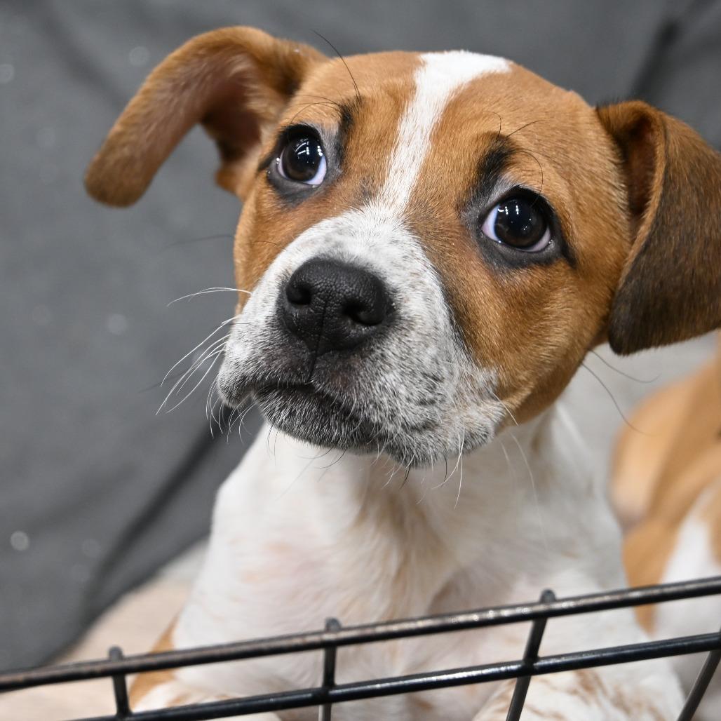 Enlarge Andrea, a Adoptable mixed breed in Kansas City, MO image 3/6