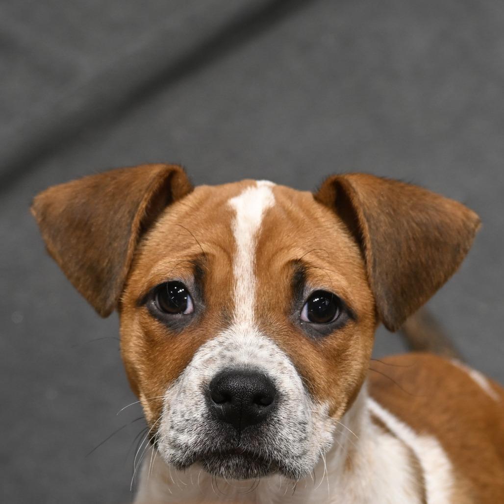 Enlarge Andrea, a Adoptable mixed breed in Kansas City, MO image 4/6