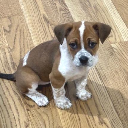 Enlarge Andrea, a Adoptable mixed breed in Kansas City, MO image 5/6