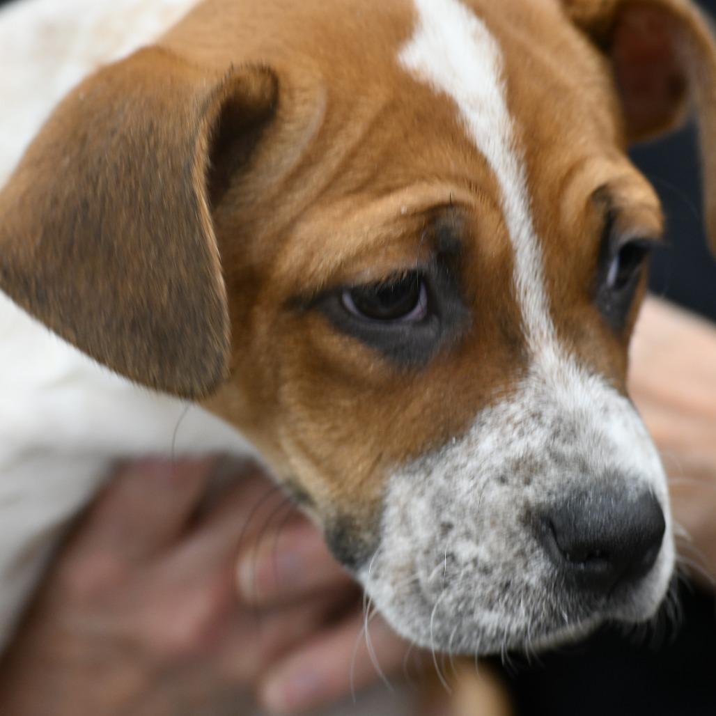 Enlarge Andrea, a Adoptable mixed breed in Kansas City, MO image 6/6