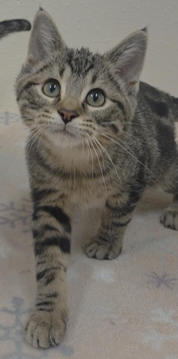 Hoover, ADOPTABLE, Kitten Male Domestic Short Hair.