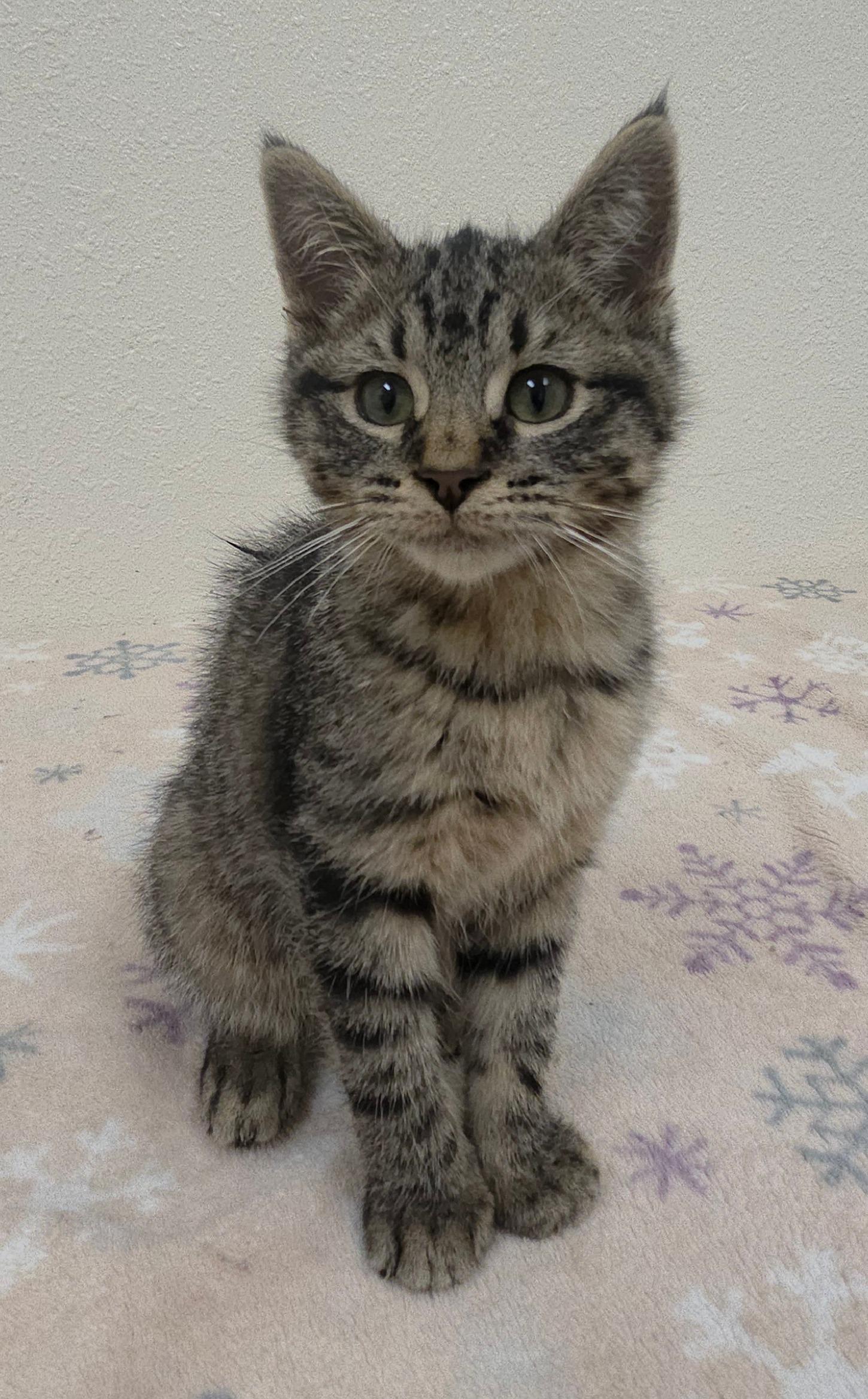 Enlarge Hoover, a ADOPTABLE Domestic Short Hair in Red Wing, MN image 2/3
