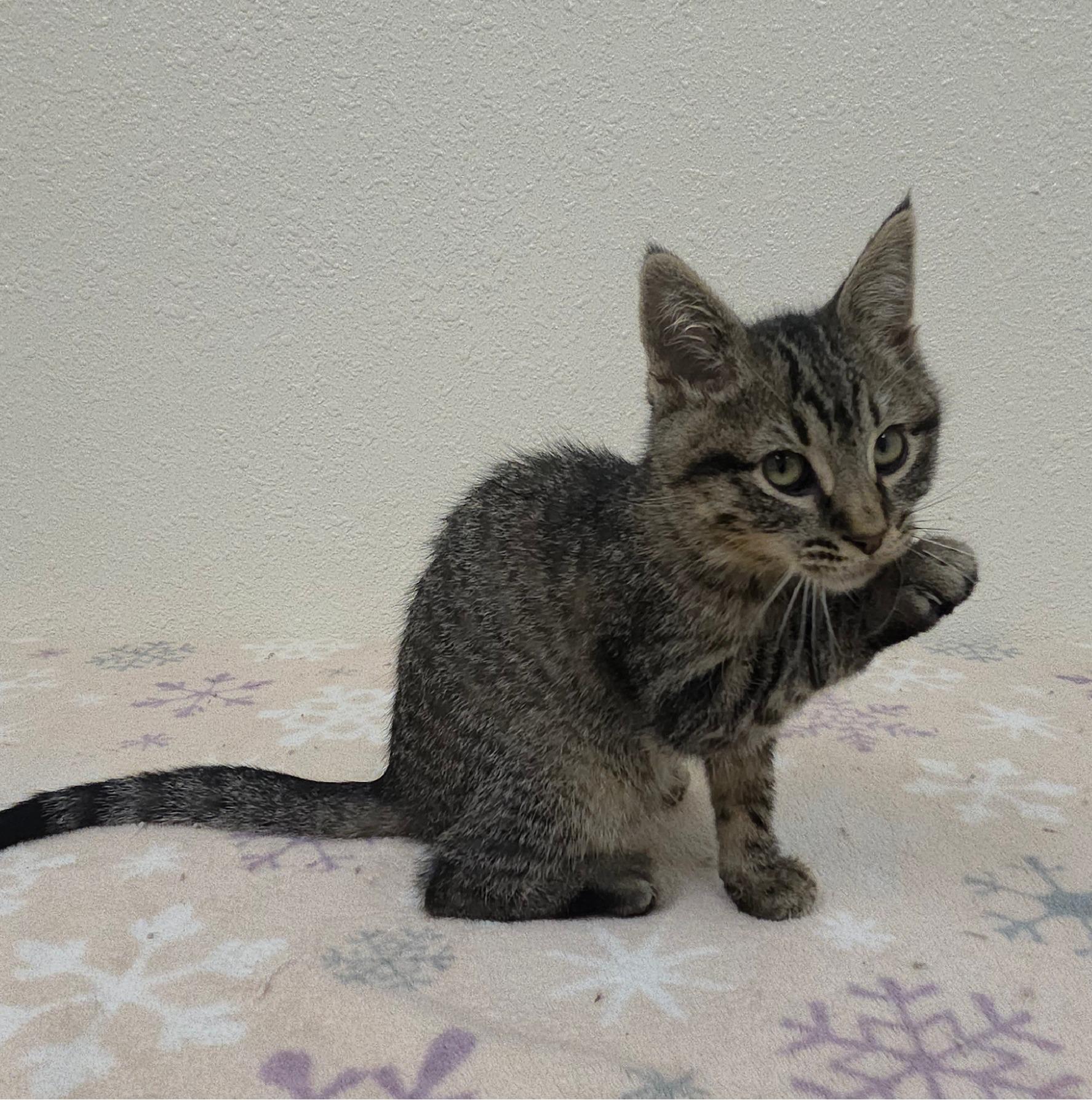 Enlarge Hoover, a ADOPTABLE Domestic Short Hair in Red Wing, MN image 3/3